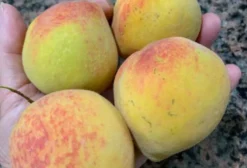 Limpador Orgânico Concentrado - Excelente Adjuvante Agrícola
