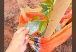 Sacos de Cebola Usados para Sombreamento de Culturas