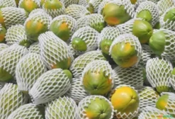 Rede de Proteção para Frutas