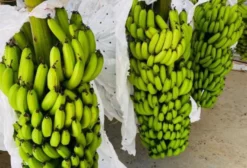 Bolsas Para Cachos de Banana – Tratadas com Repelente Citronela