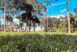 Sítio em Plácido de Castro - AC, 73 hectares para pecuária
