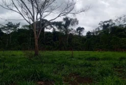 Fazenda à Venda em Rio Branco - AC com Potencial para Crédito de Carbono