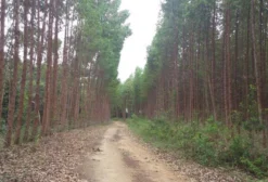 Fazenda em Alagoas - Próxima A Capital em Barra de Santo Antônio 894294