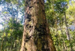 Fazenda no Amazonas com Projeto de Manejo em Urucará