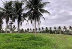 Fazenda no Amazonas BR 174 km 18 - 34,1 Hectares em Manaus/AM