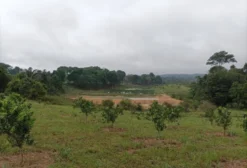 Fazenda Titulada e Licenciada em Rio Preto da Eva - Amazonas