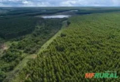Área Mata Fechada Bioma Amazonas em Anamã AM