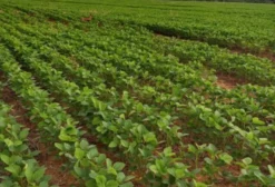 Fazenda Produtora de Grãos em Goiás à venda