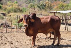 Gado de Corte Sindi PO Registrado - Maranguape/CE