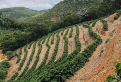 Fazenda Lagoa – 110 ha com Café Arábica, Conilon e Eucalipto em Santa Teresa/ES