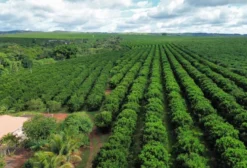 Fazenda com Produção de Citros em Hidrolândia - GO