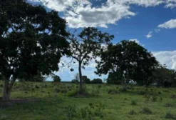 Fazenda Dupla Aptidão 10 Alqueires em Barro Alto - GO