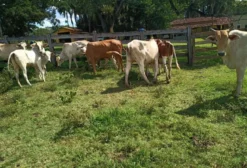 Fazenda de Dupla Aptidão com 32 Alqueires e Renda de Arrendamento - Região de Goiânia/GO
