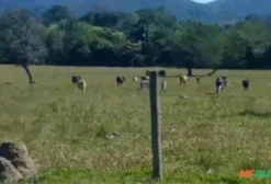 Fazenda para Pecuária e Agricultura com 13 Alqueires e Estrutura Completa em Goiás Velho – GO