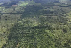 Fazenda de 20 Alqueires com Pastagem e Reserva Legal em Medicilândia/PA