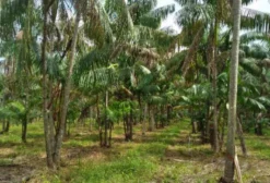 Plantio de Açaí Irrigado em Produção – 58 Hectares em Inhangapi/PA