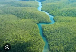 Área para Compensação Ambiental e Florestal no Bioma Amazônico - Belém/PA