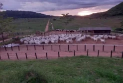 Fazenda Clorofila – 965 Alqueires à Venda em São Félix do Xingu, PA