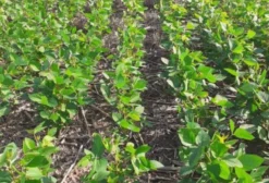 Fazenda de Dupla Aptidão com 6.647 Hectares em Teresina – PI – Porteira Fechada