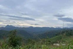 Mata Nativa à Venda em Tijucas do Sul - PR