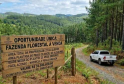 Reflorestamento de Pinus em Ponto de Corte - 8.566,8 ha em Mallet/PR