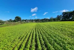 Sítio de 5 Alqueires em Pinhão/PR – Estrutura Completa com Erva-Mate, Apiário e Alta Produtividade