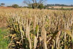 Milheto em Grão a Granel para Nutrição Animal