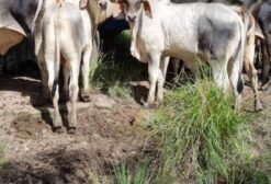 Gado de Corte Guzerá Dupla Aptidão em Castanhal/PA