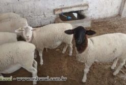 Dorper e White Dorper em Garanhuns PE