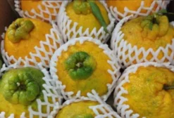 Redinhas para Cítricos Selecionados e Tangerinas — Lote Distribuidor