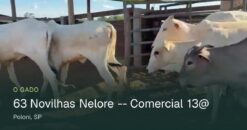 63 Novilhas Nelore – Comercial 13@