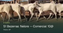 51 Bezerras Nelore – Comercial 10@