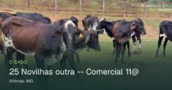25 Novilhas Girolando 1/2 - Comercial 11@