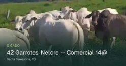 42 Garrotes Nelore – Comercial 14@