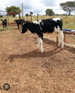 Bezerro Angus 8 meses