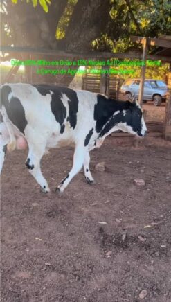 Vaca Gir leiteira