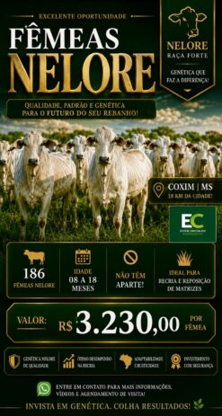 📍 C O X I M | MS * 80 FÊMEAS NELÓRE * Éra: 15 a 18 meses