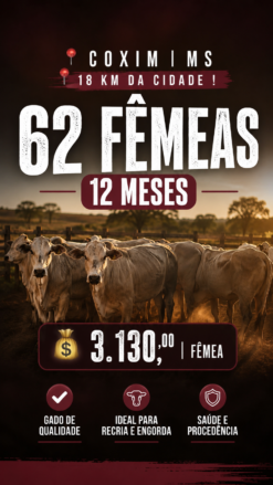 62 fêmea • 12 meses