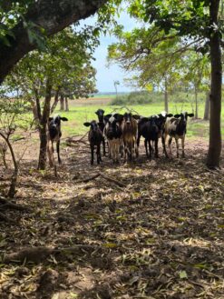 SÍTIO PRODUTIVO À VENDA EM SANTA ISABEL/GO