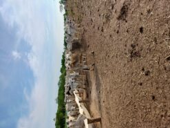 Pego 200 vacas arrendada