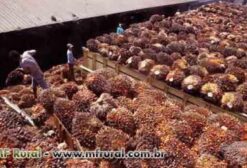Torta de Dendê para Ração Animal - Alta Proteína (17,73%) - Tailândia/PA