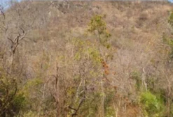 Jazida de Calcário Agrícola Dolomítico com Direitos Minerários – Jangada/MT