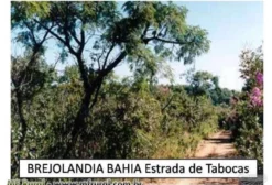 Sítio de 45 Hectares em Brejolândia, BA - Cerrado Pronto para Plantio