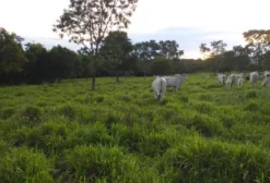 Sítio em Montividiu do Norte – 28 hectares com pastagem, nascente e casa