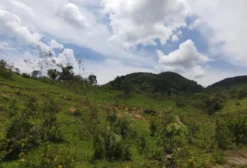 Sítio de 10 Alqueires com Potencial Agrícola e Pecuário em Monte Sião – MG