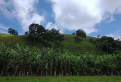 Sítio com 11,7 Hectares à Venda em Silvianópolis/MG