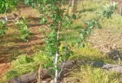Sítio com Mogno Africano e Usina Solar em Paranaíba - MS