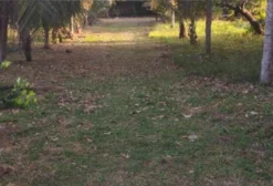 Sítio de 7.000 m² com Casa e 3 Tanques para Criação em Salinópolis/PA