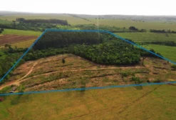 Sítio em São Silvestre (PR) com 10 alqueires e plantação de eucalipto