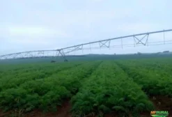 Biológico Agrícola de Alta Qualidade – Economia e Eficiência